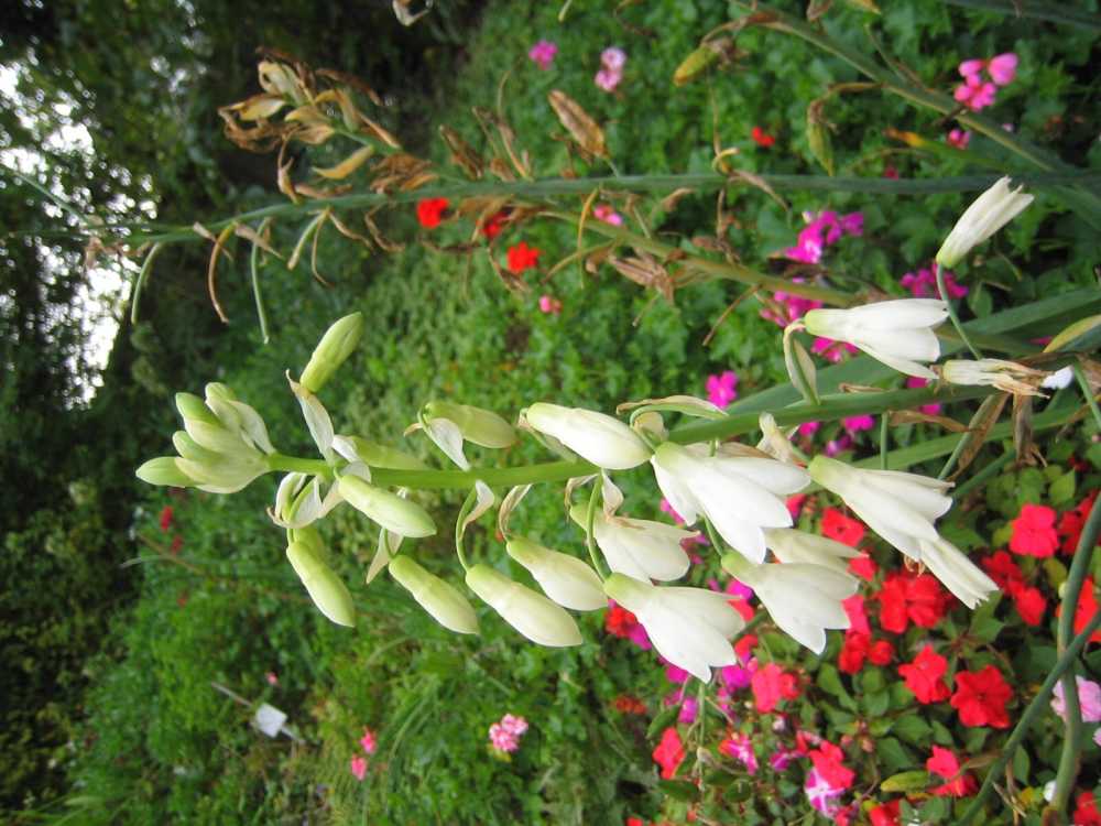 Galtonia candicans (Weißblühende Sommerhyazinthe)